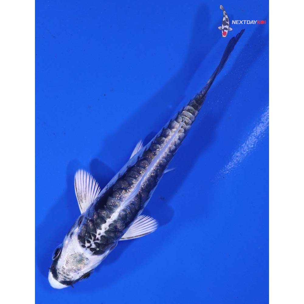 3.5” Imported Kikokuryu