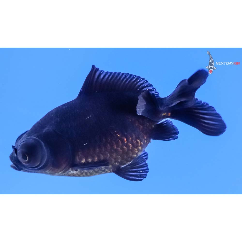 3” Imported Black Telescope Fantail