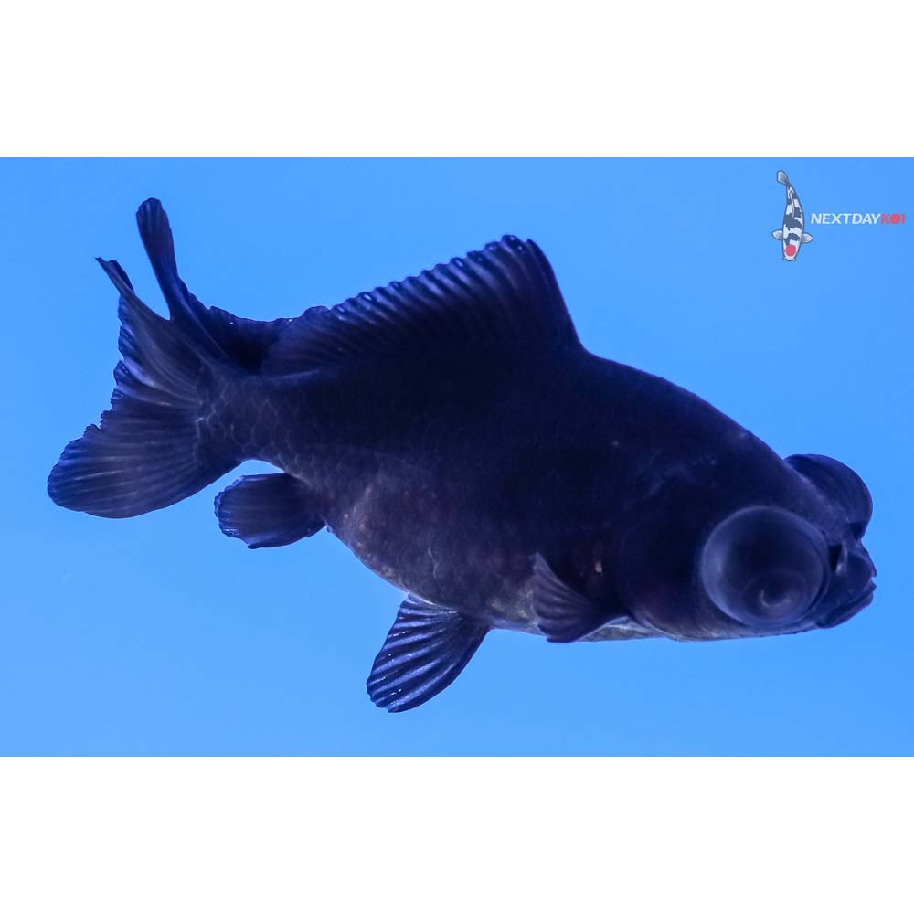 3” Imported Black Telescope Fantail