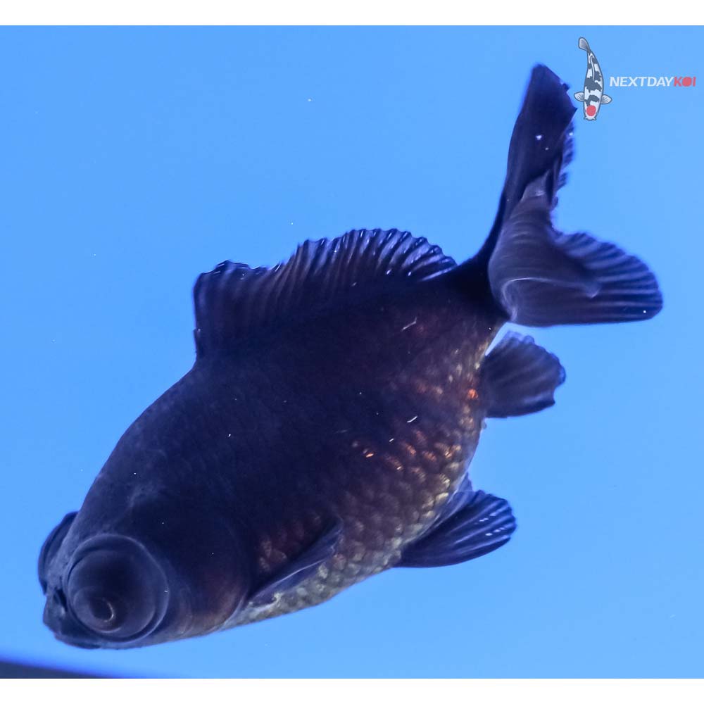 3” Imported Black Telescope Fantail