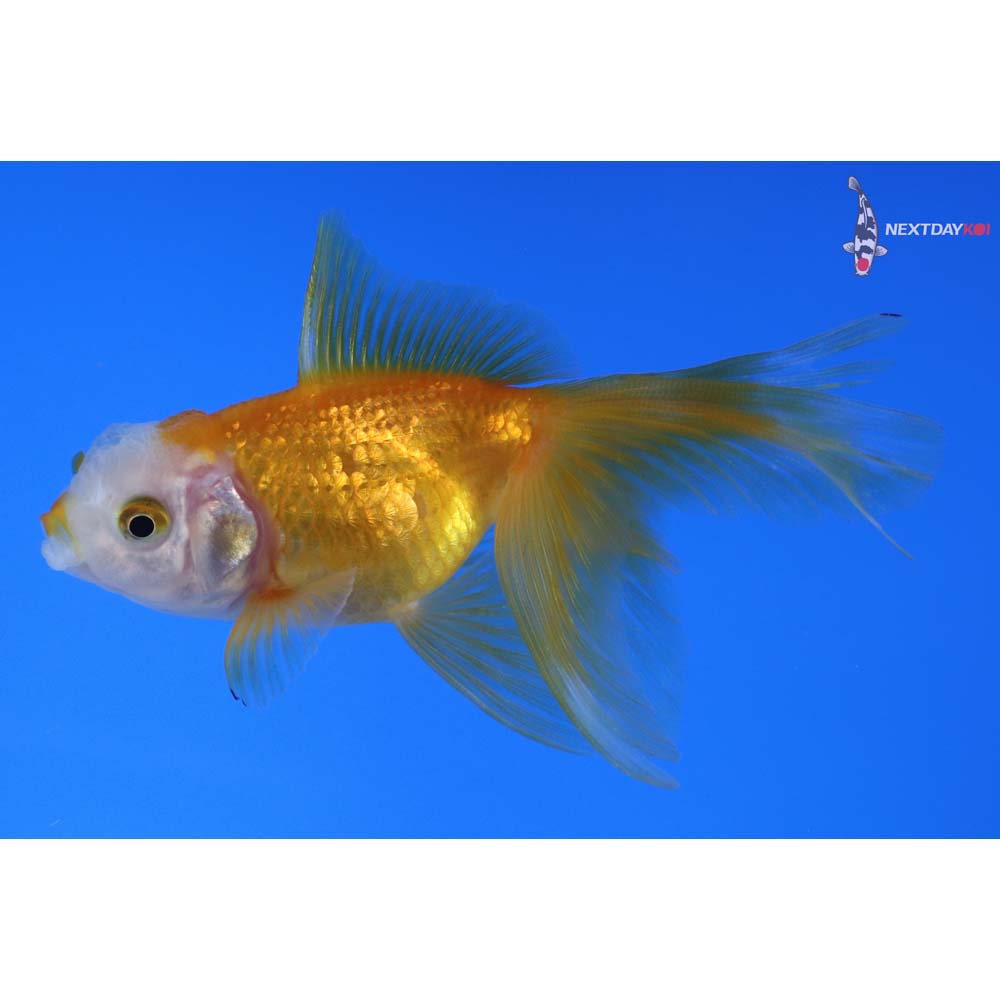 3.5” Imported Yellow and White Oranda