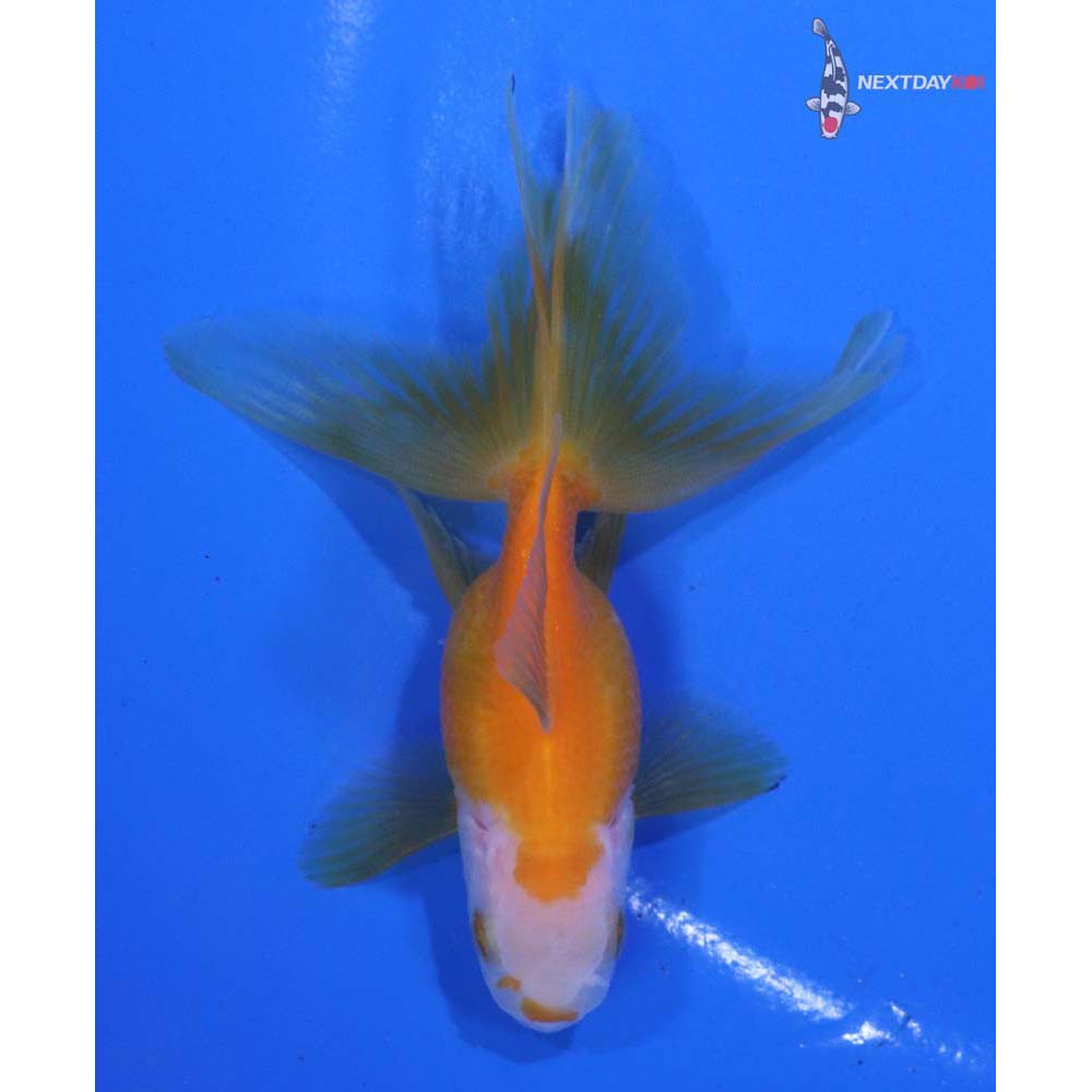 3.5” Imported Yellow and White Oranda