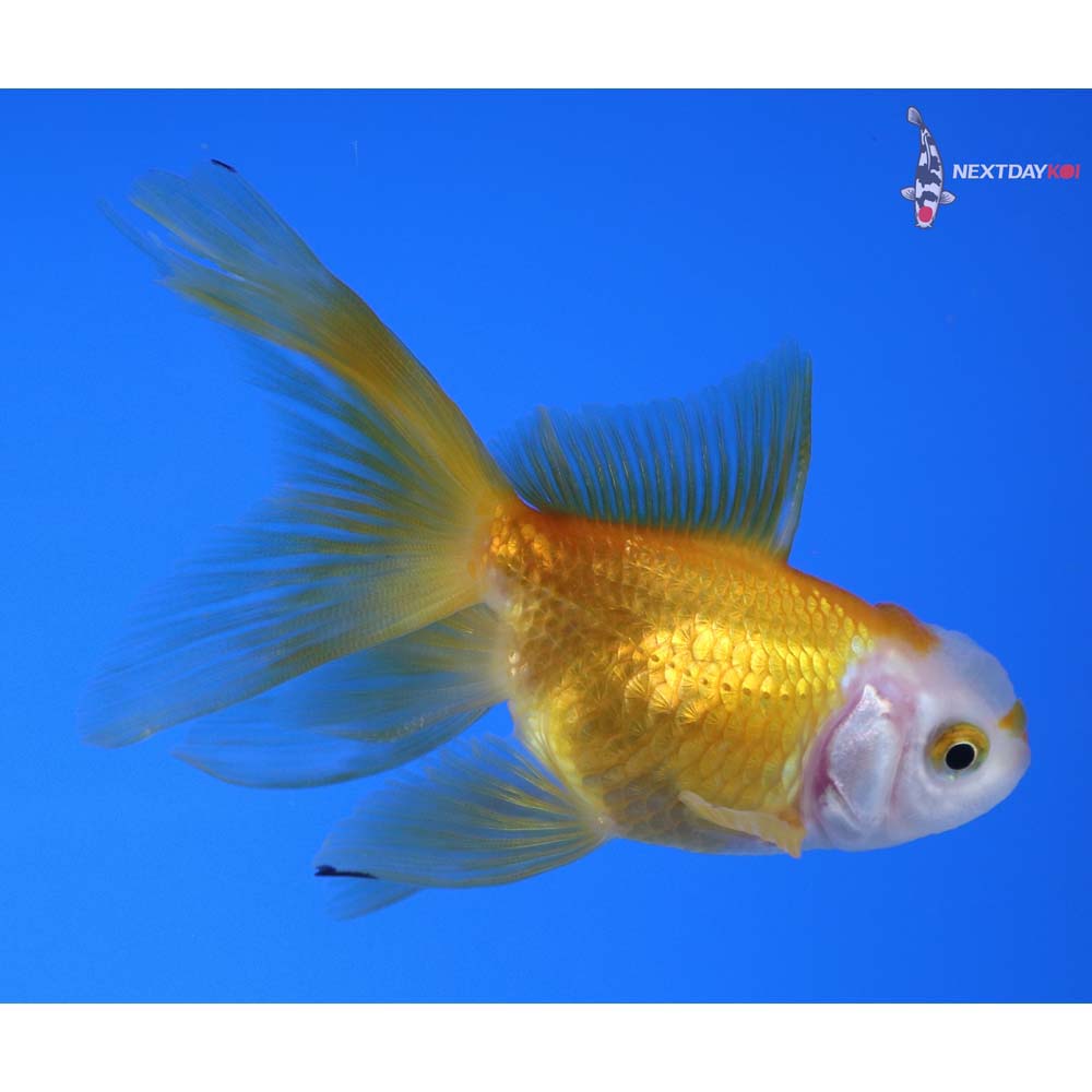 3.5” Imported Yellow and White Oranda