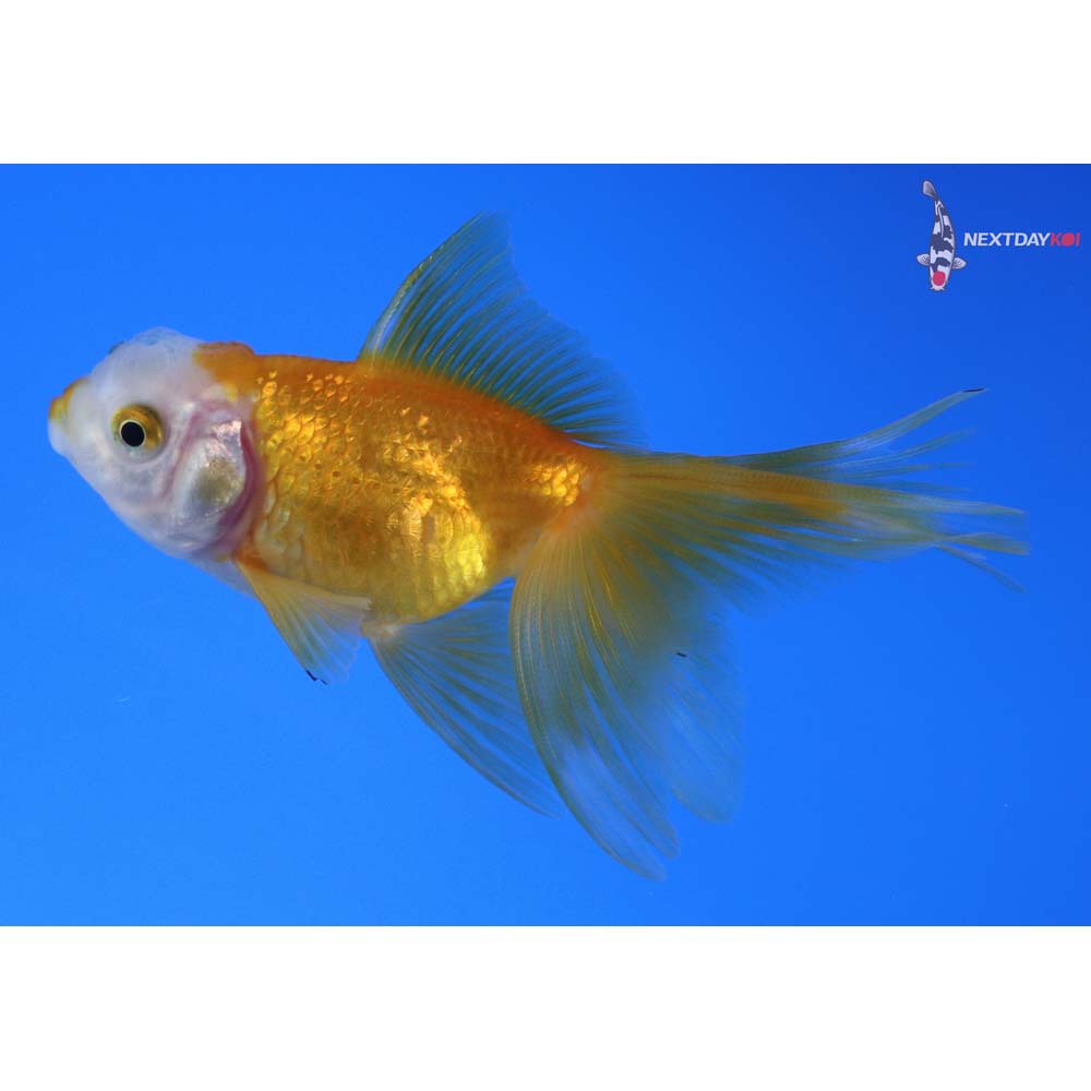 3.5” Imported Yellow and White Oranda