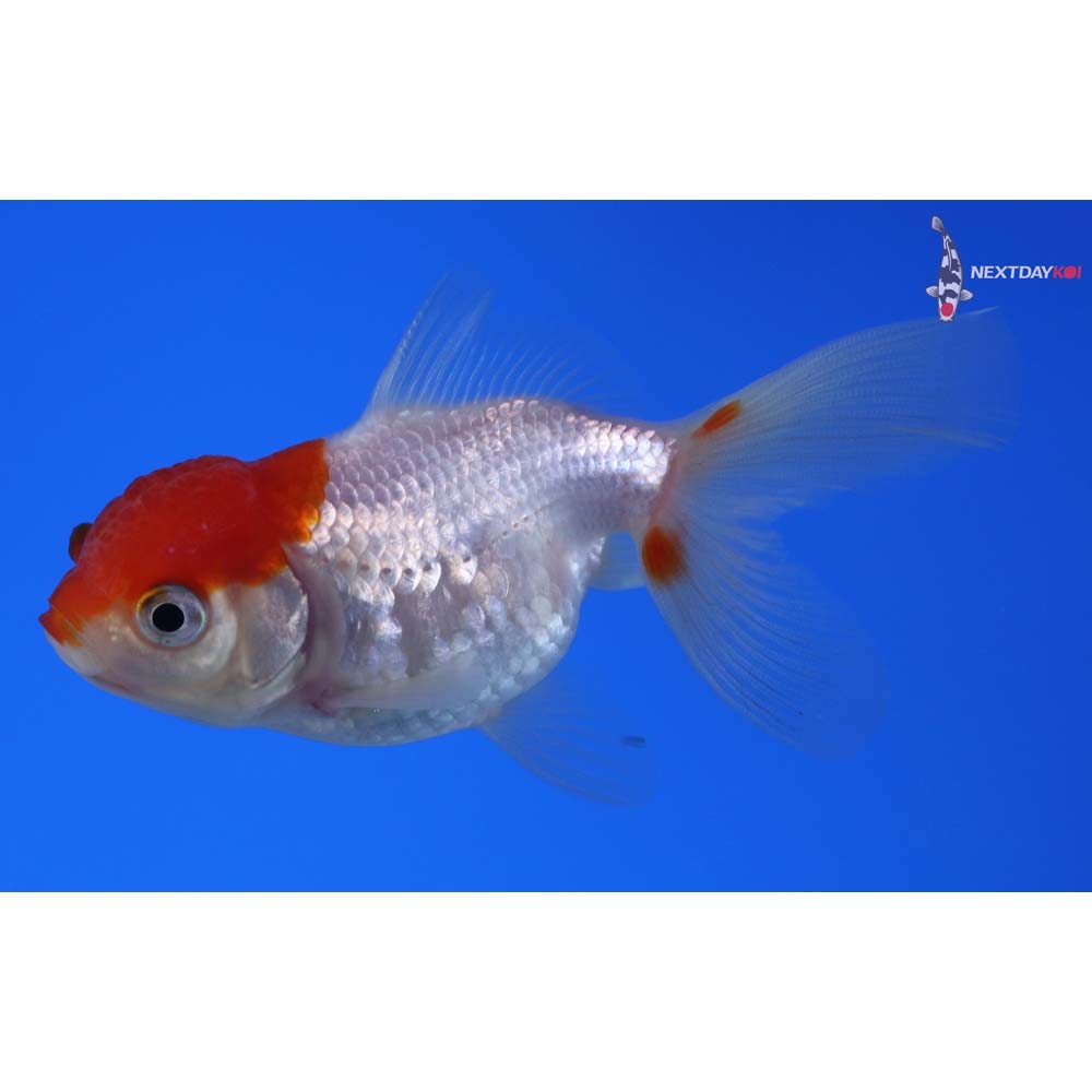 3.5” Imported Red and White Oranda