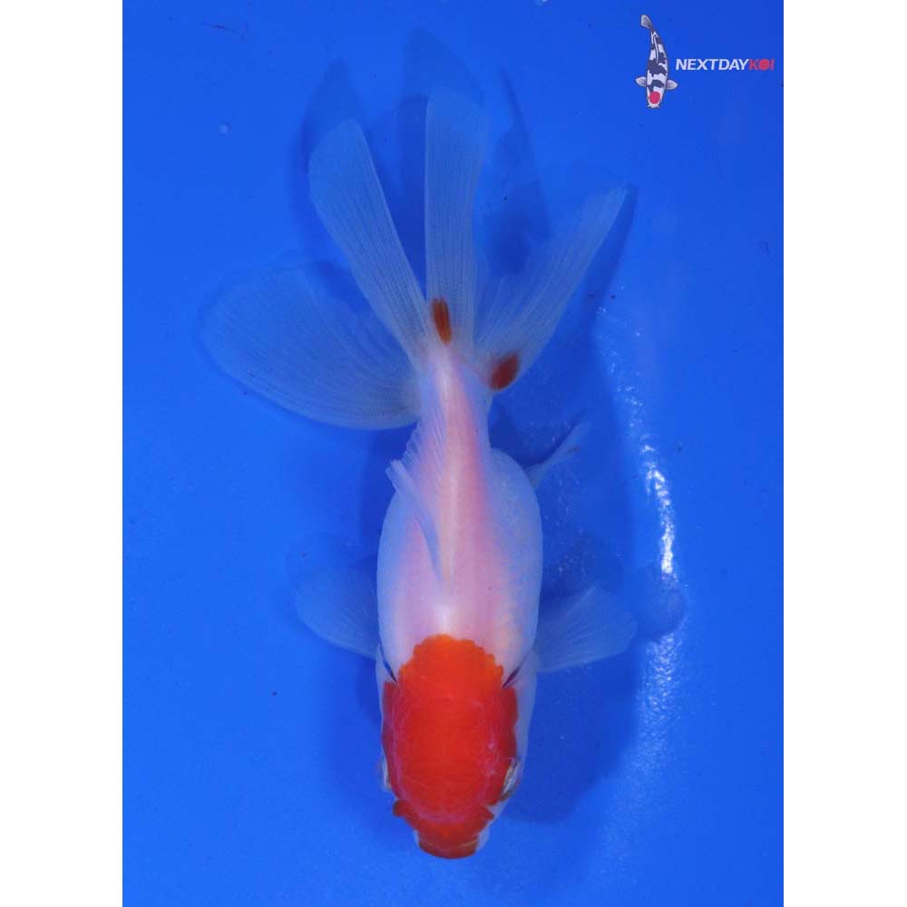 3.5” Imported Red and White Oranda