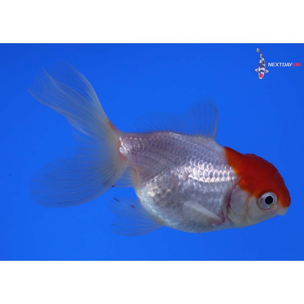 3.5” Imported Red and White Oranda