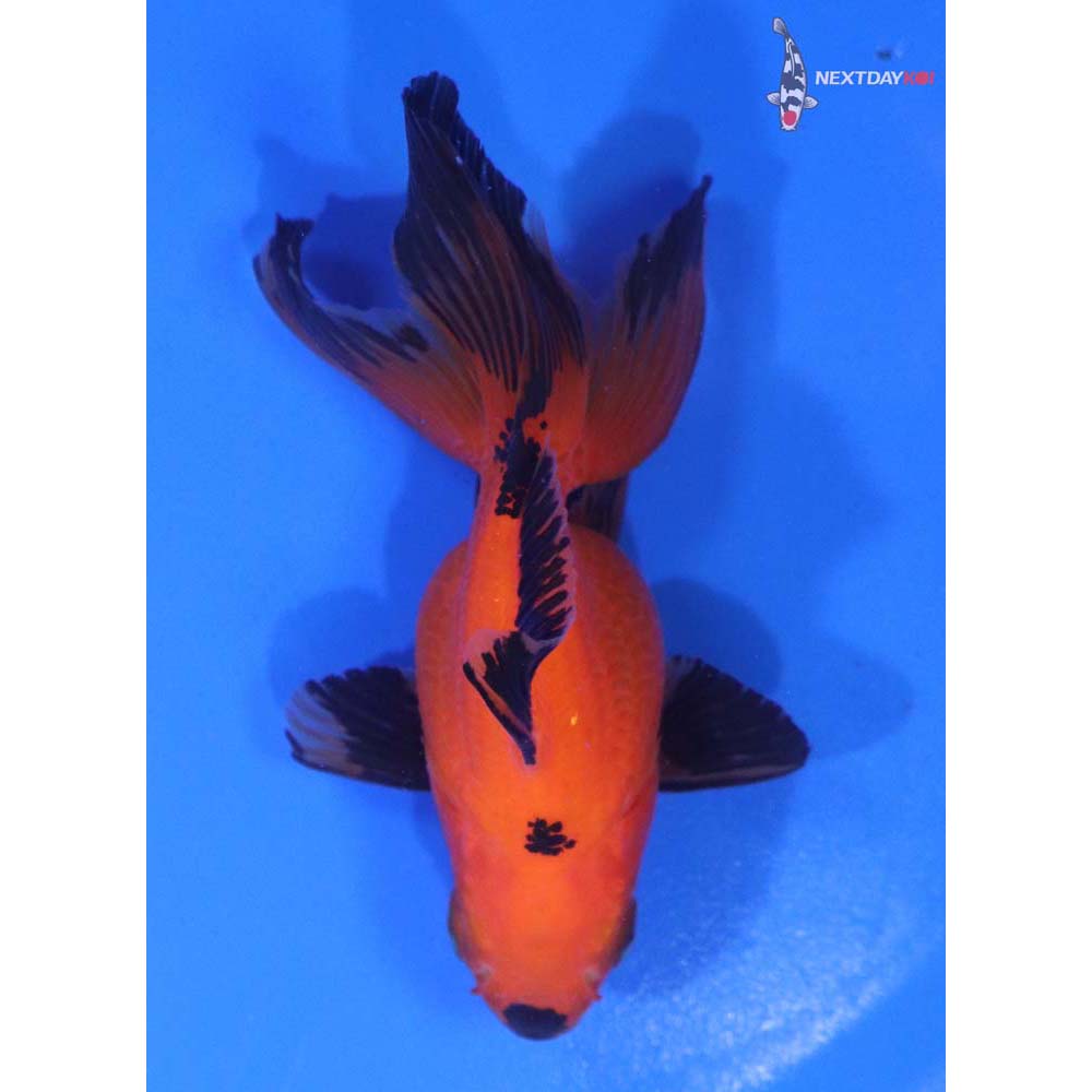 3.5” Imported Black and Red Ryukin