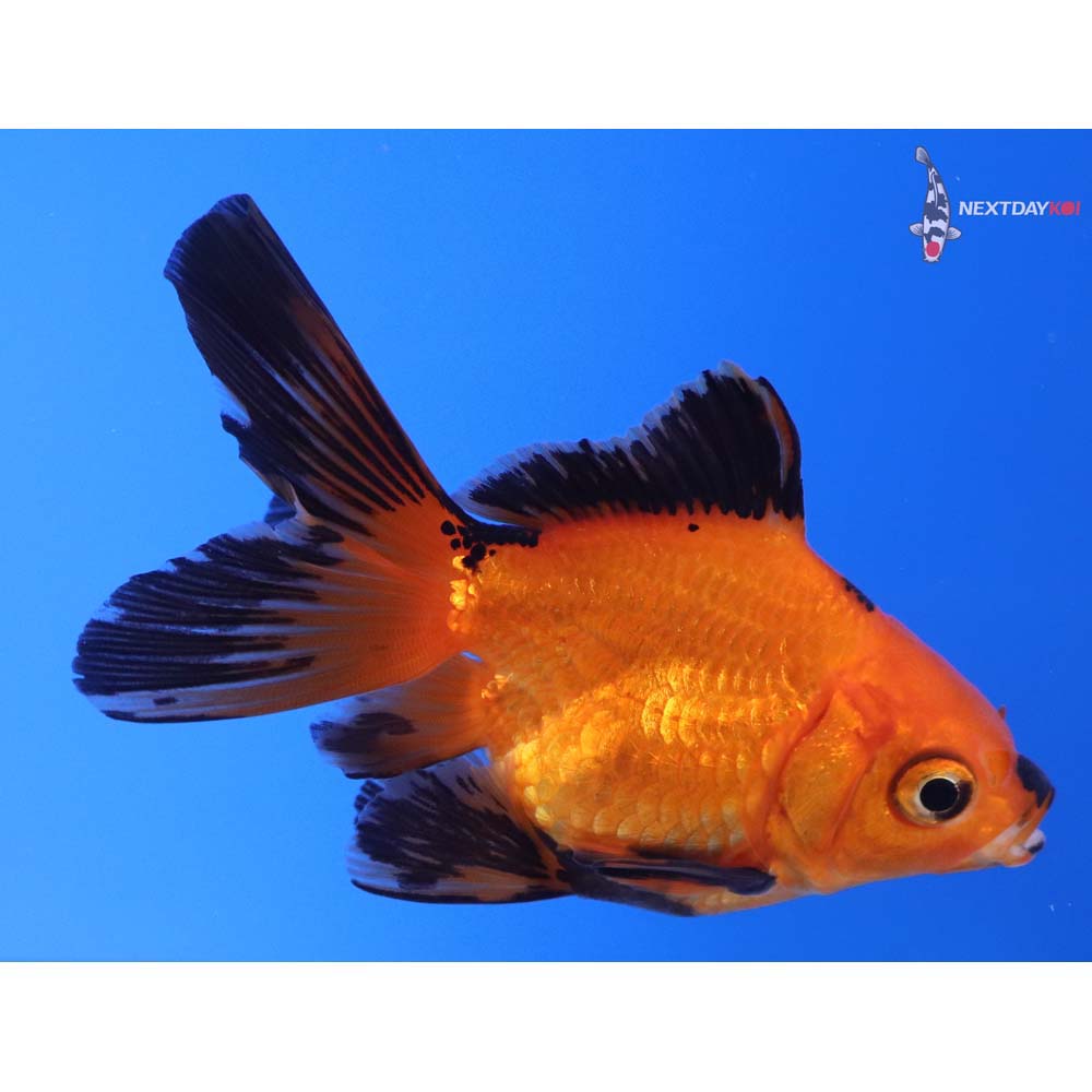 3.5” Imported Black and Red Ryukin