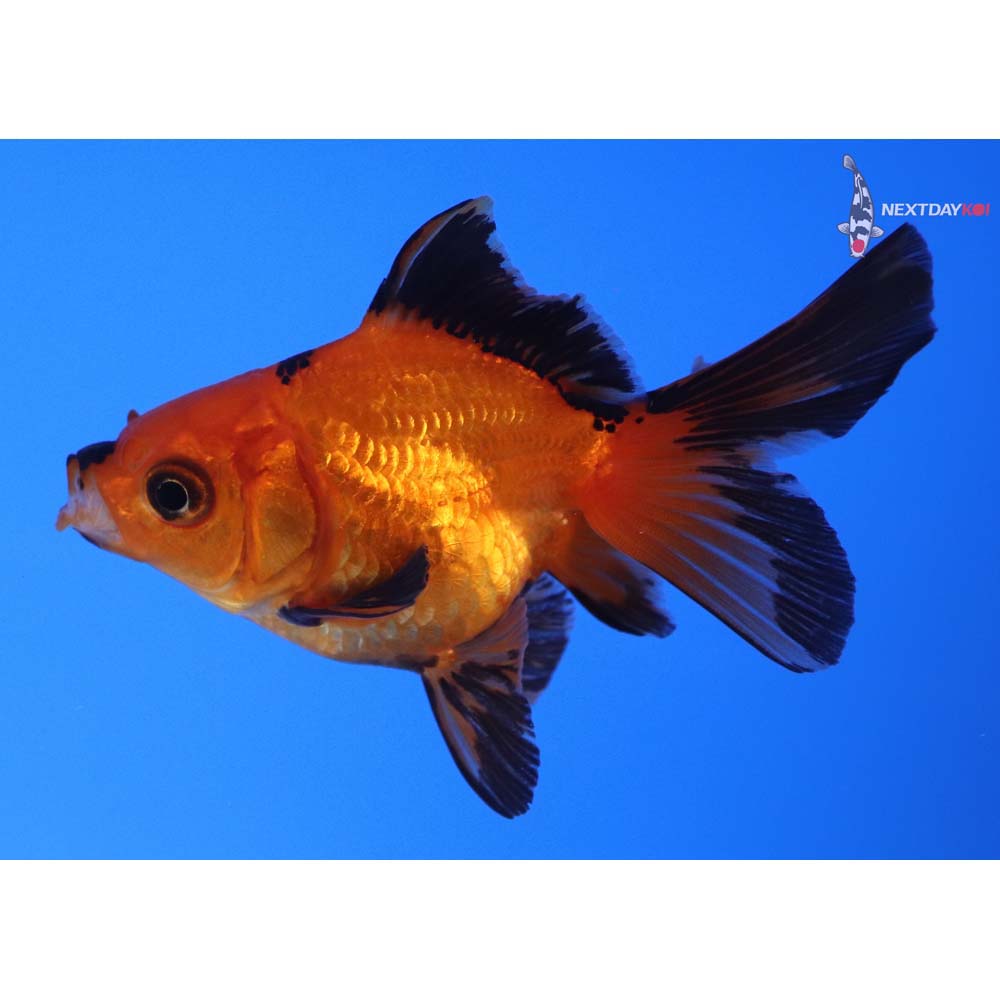 3.5” Imported Black and Red Ryukin