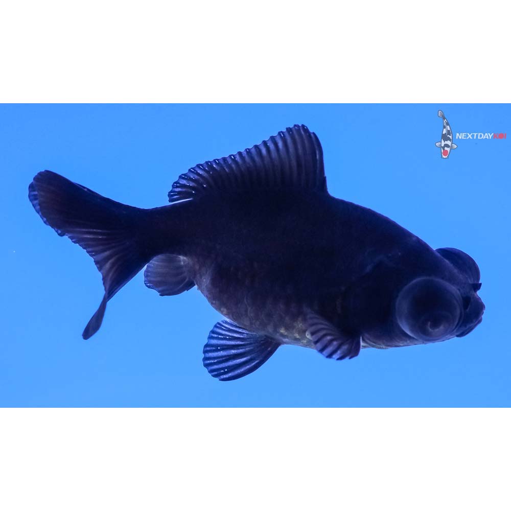 3” Imported Black Telescope Fantail