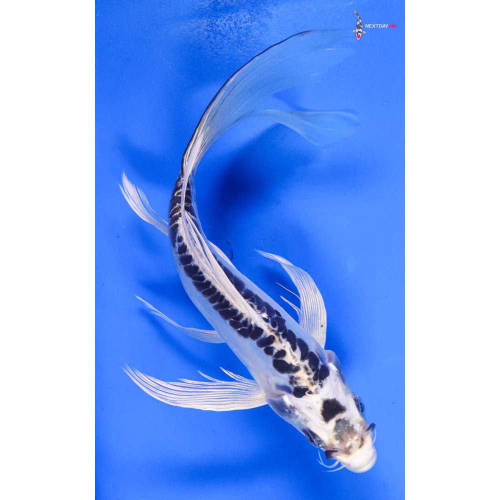 9” Imported Doitsu Blue Gin Matsuba Butterfly Koi