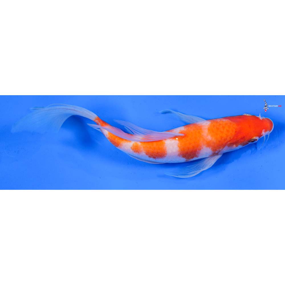 8” Imported Kohaku Butterfly Koi