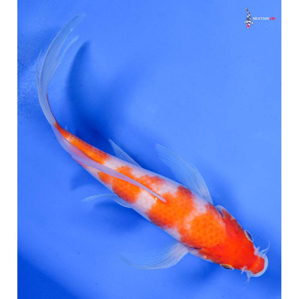 8” Imported Kohaku Butterfly Koi