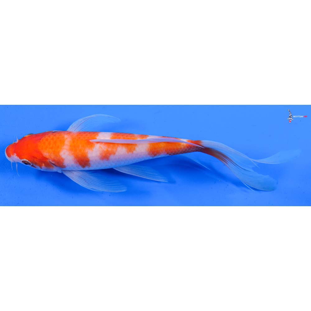 8” Imported Kohaku Butterfly Koi