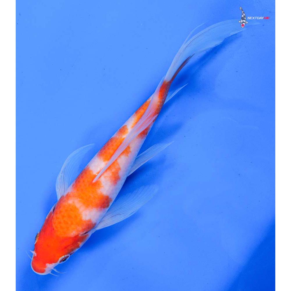 8” Imported Kohaku Butterfly Koi