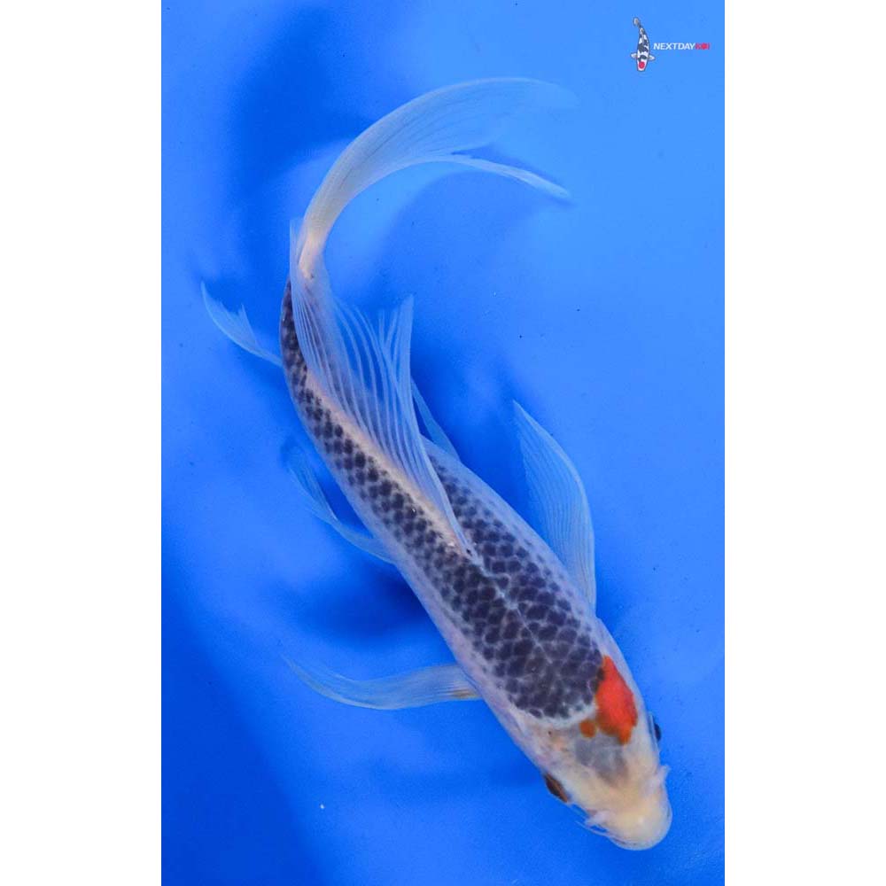 8” Imported Asagi Butterfly Koi