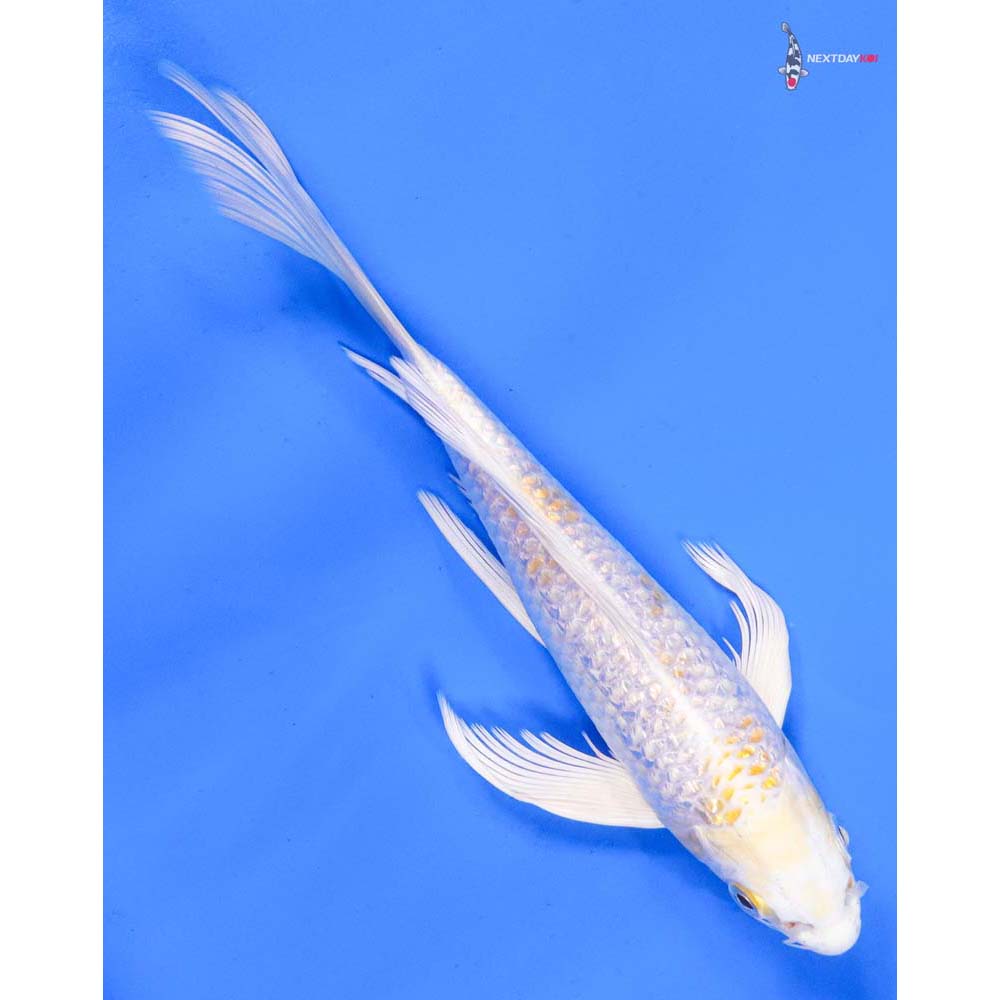 8” Imported Gin Rin Lemon Hariwake Butterfly Koi