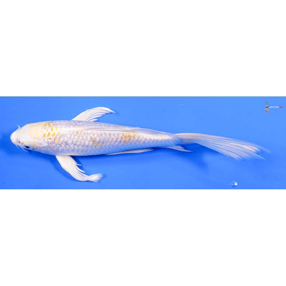 8” Imported Gin Rin Lemon Hariwake Butterfly Koi