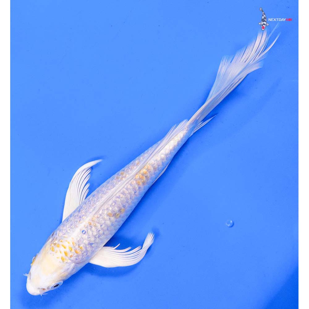 8” Imported Gin Rin Lemon Hariwake Butterfly Koi