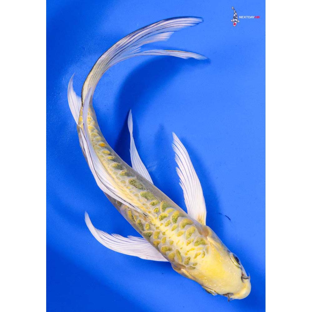 8” Imported Doitsu Ki Matsuba Butterfly Koi