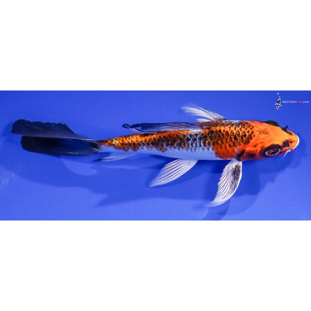 5.5” Imported Kujaku Butterfly Koi