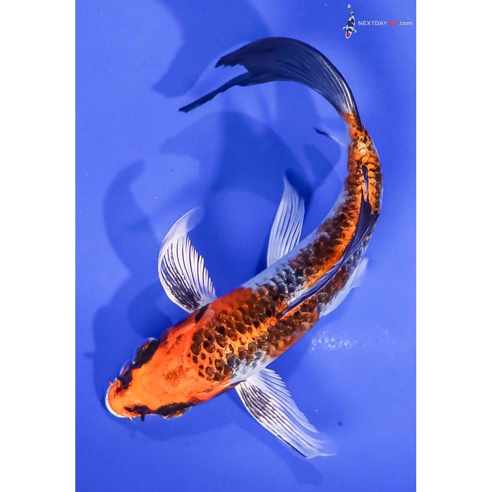 5.5” Imported Kujaku Butterfly Koi