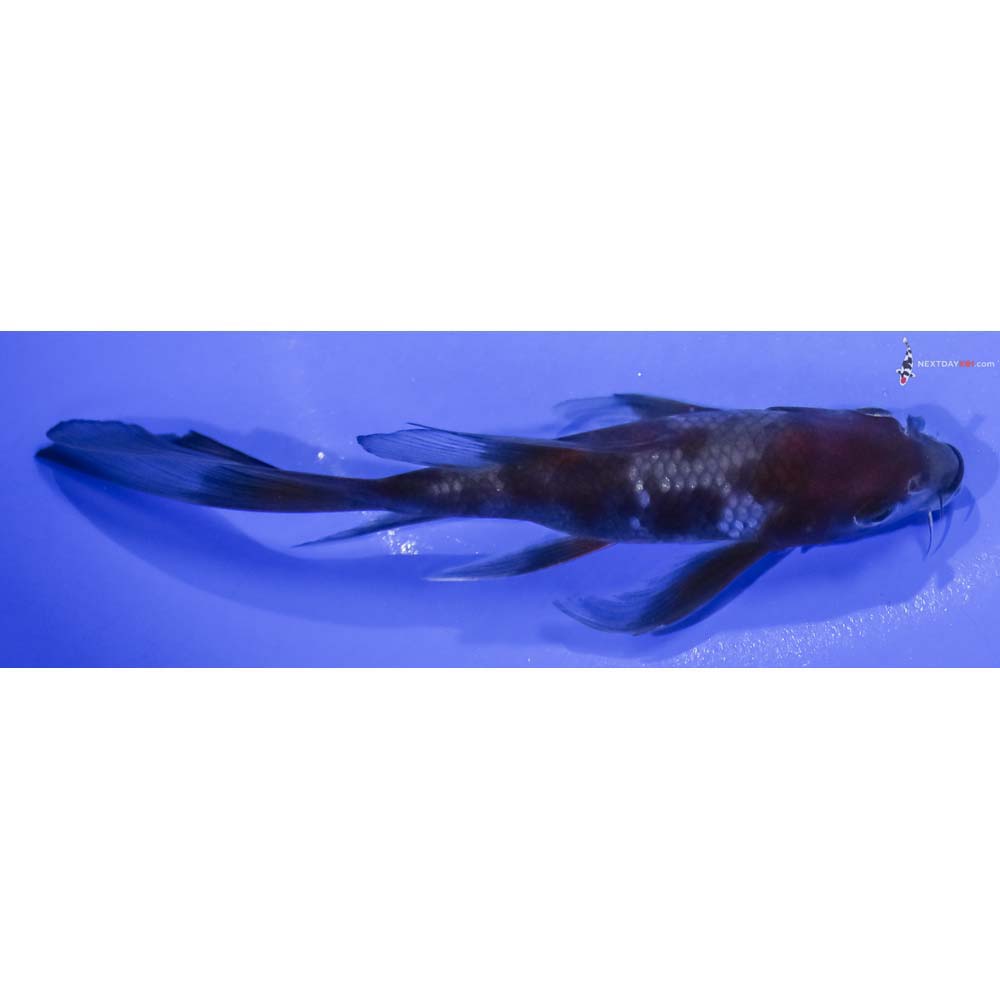 5.5” Imported Ochiba Shigure Butterfly Koi