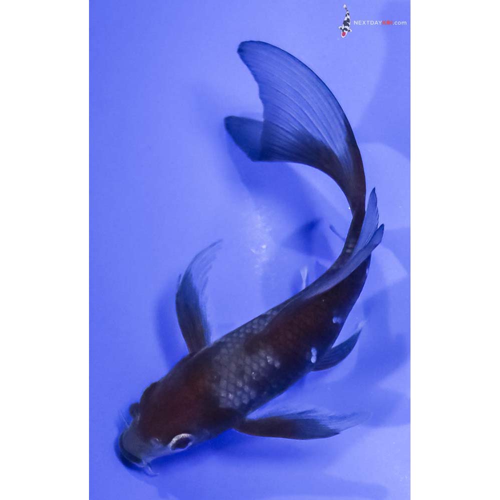 5.5” Imported Ochiba Shigure Butterfly Koi