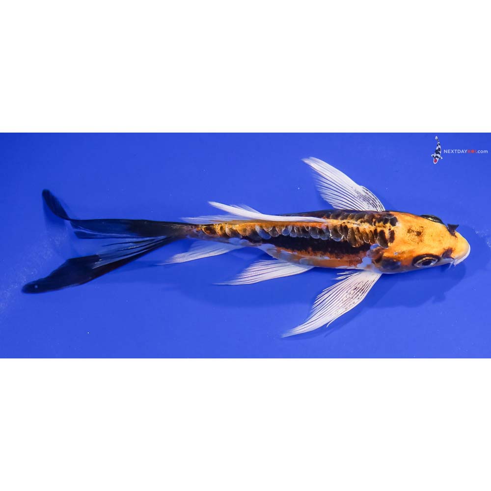 6” Imported Kin Kikokuryu Butterfly Koi