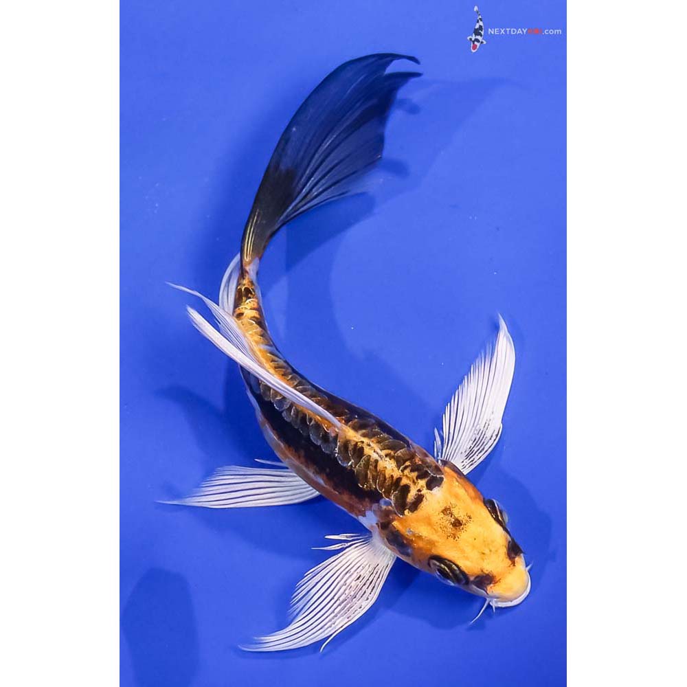 6” Imported Kin Kikokuryu Butterfly Koi