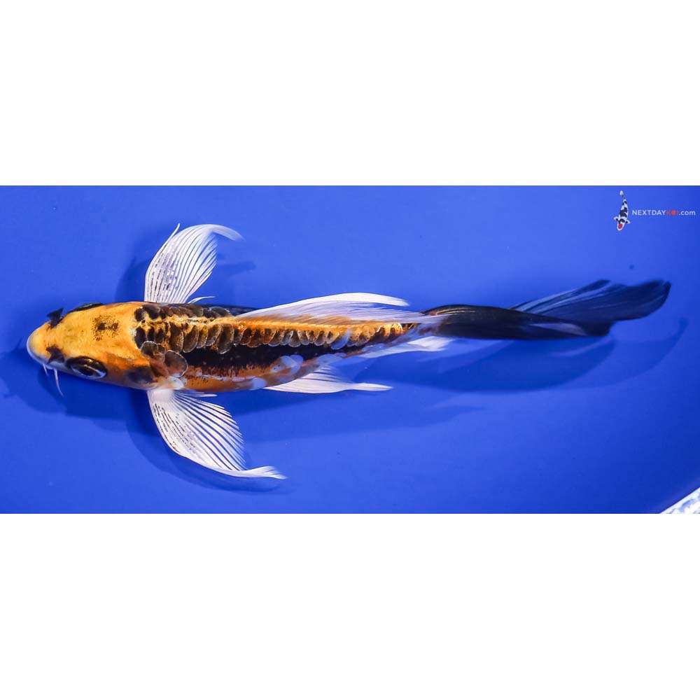 6” Imported Kin Kikokuryu Butterfly Koi