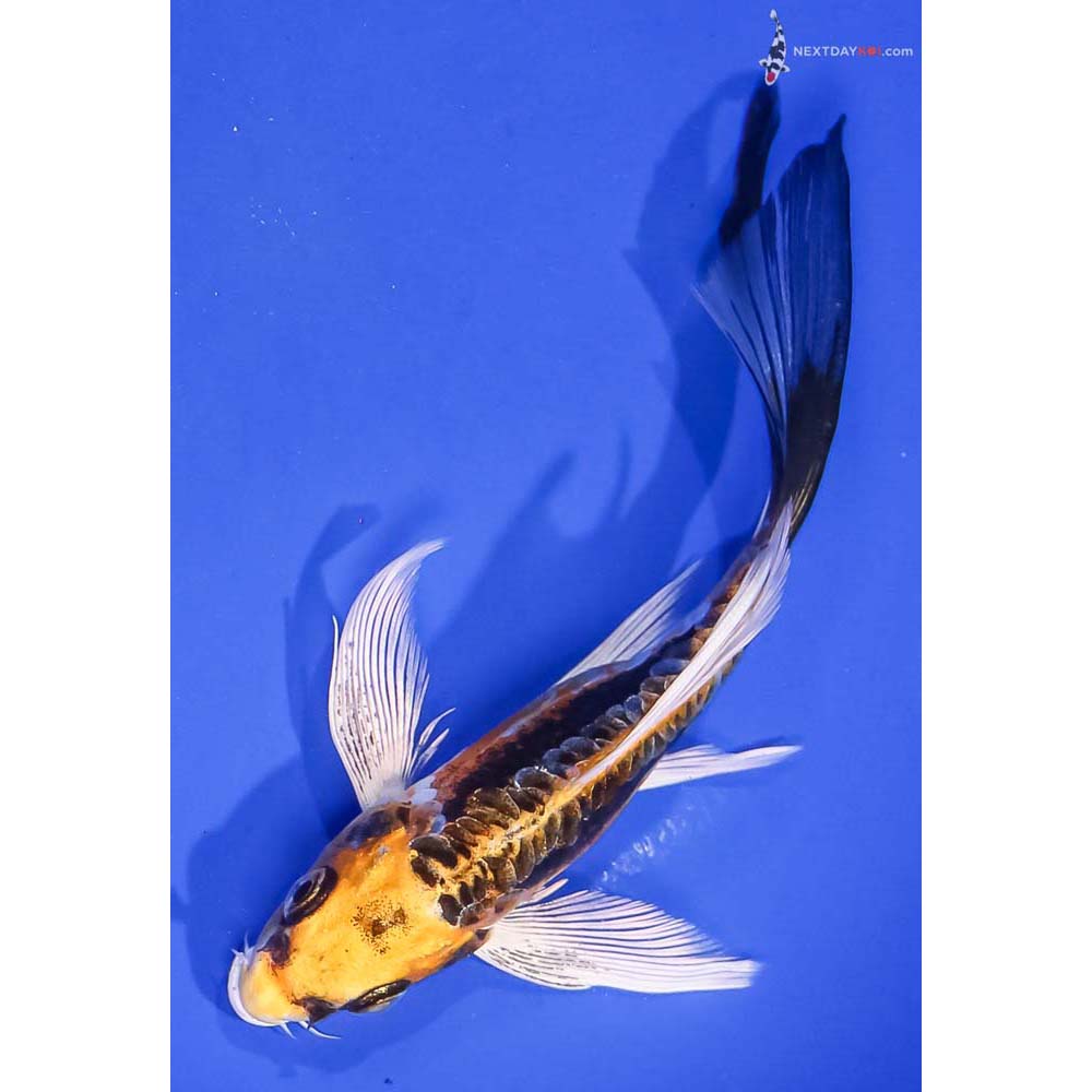 6” Imported Kin Kikokuryu Butterfly Koi