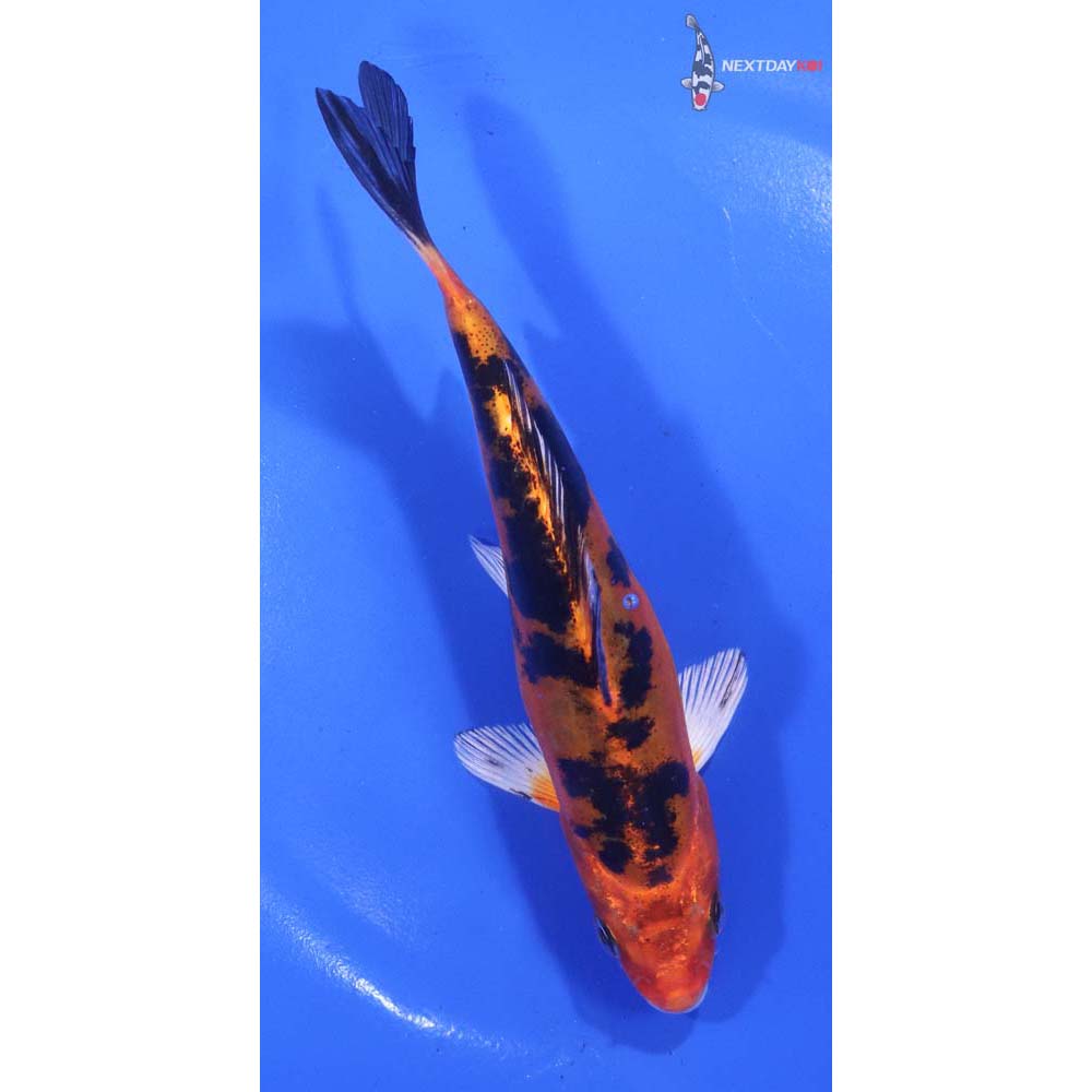 6” Imported Doitsu Kin Aka Bekko