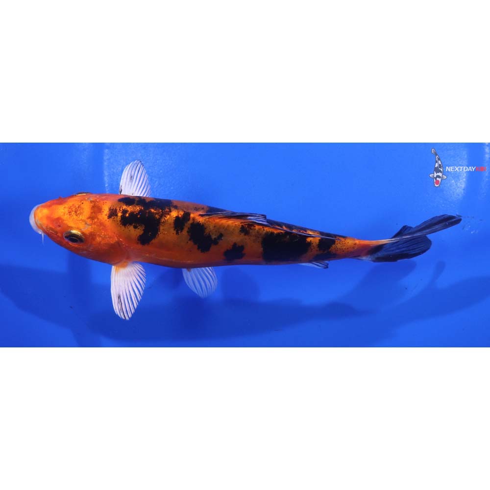 6” Imported Doitsu Kin Aka Bekko