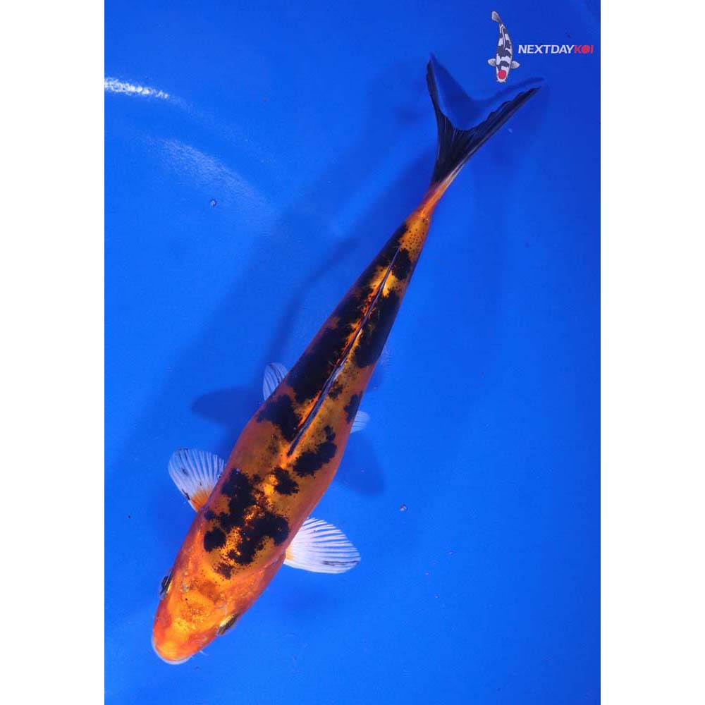 6” Imported Doitsu Kin Aka Bekko