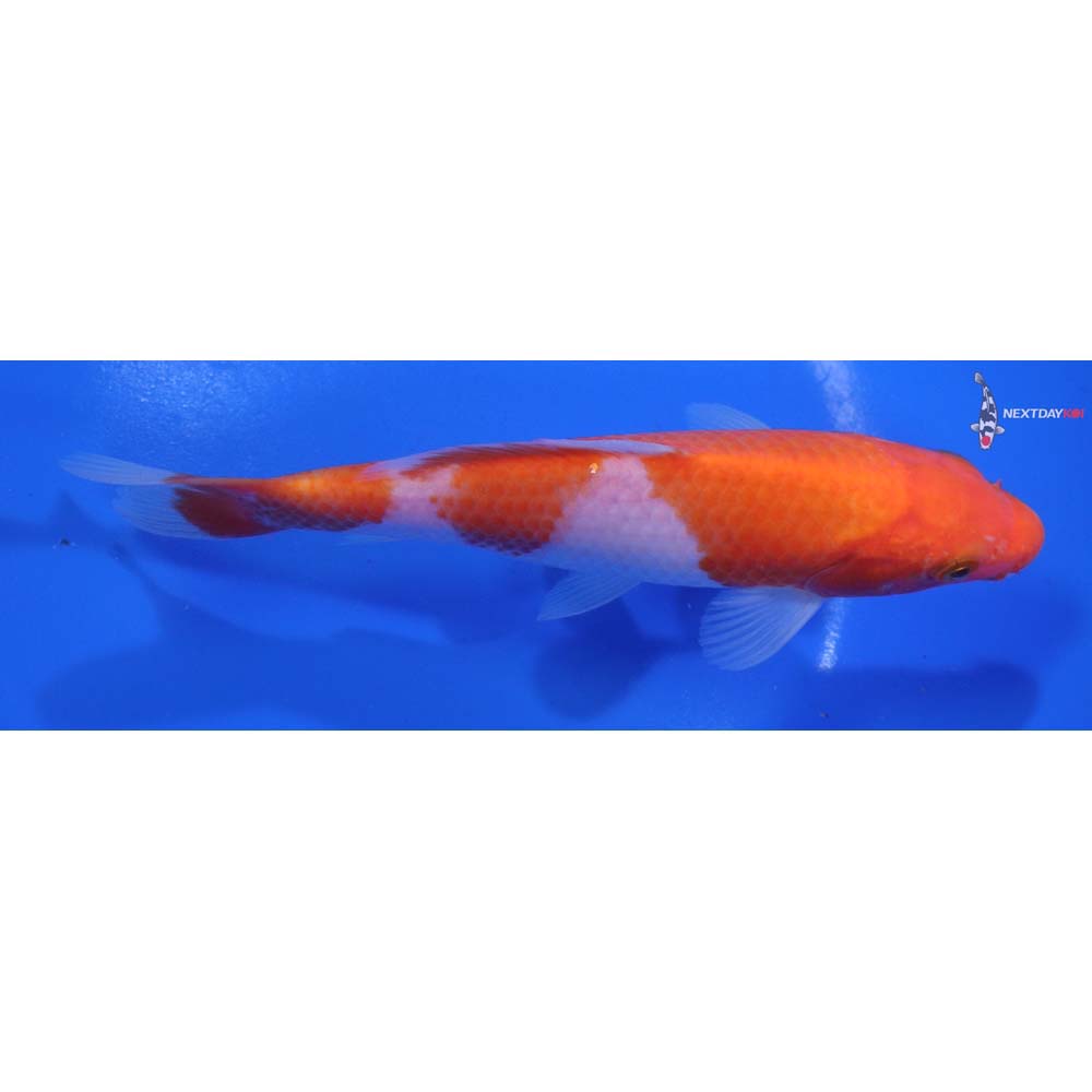 6” Imported Kohaku