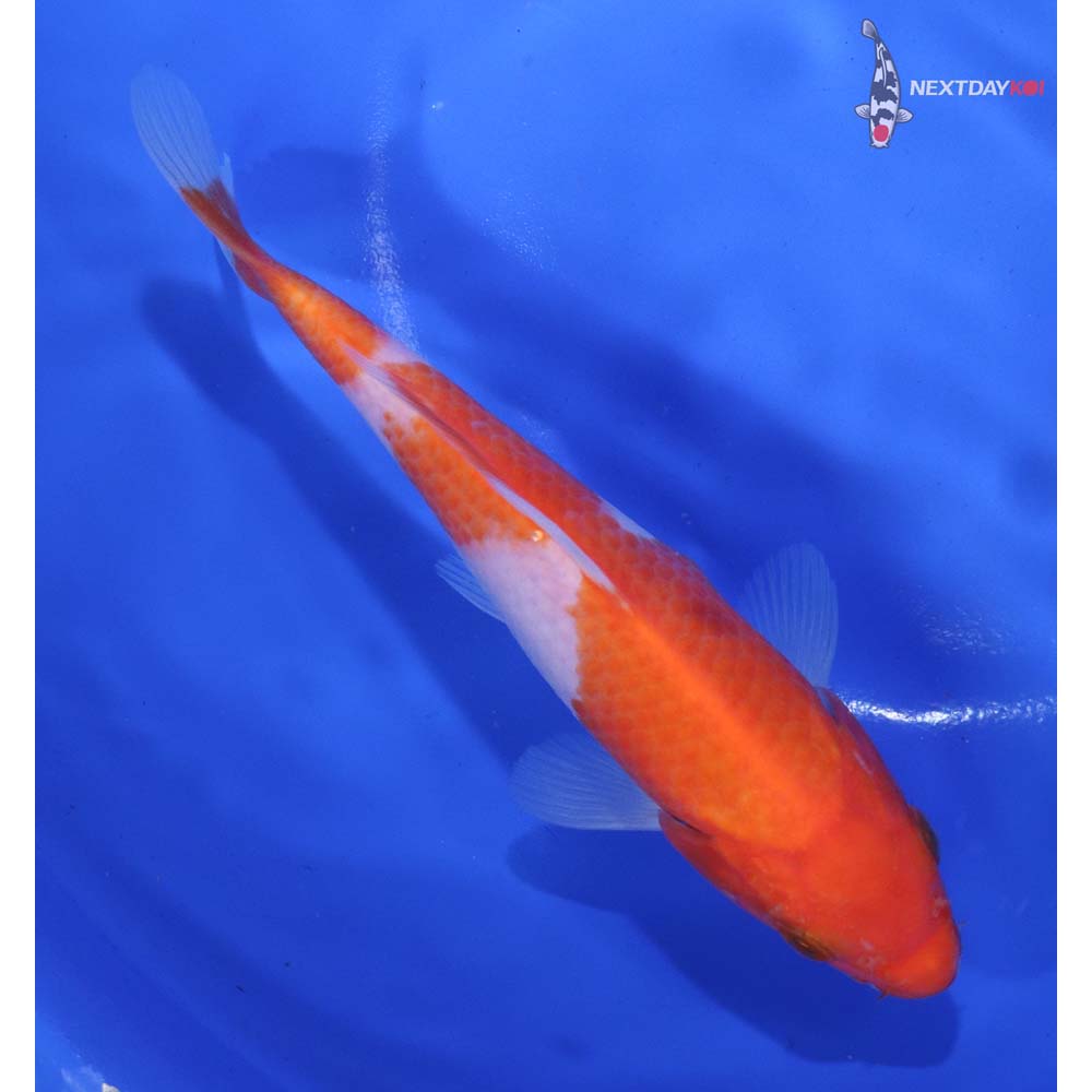6” Imported Kohaku