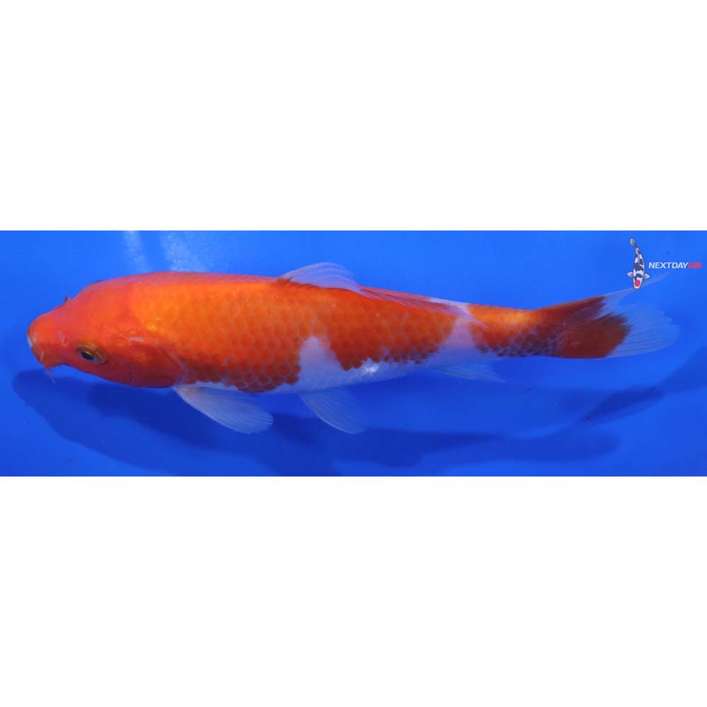 6” Imported Kohaku