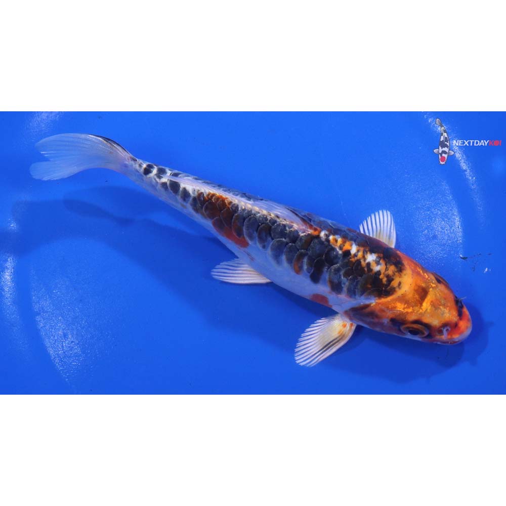 6” Imported Doitsu Kujaku