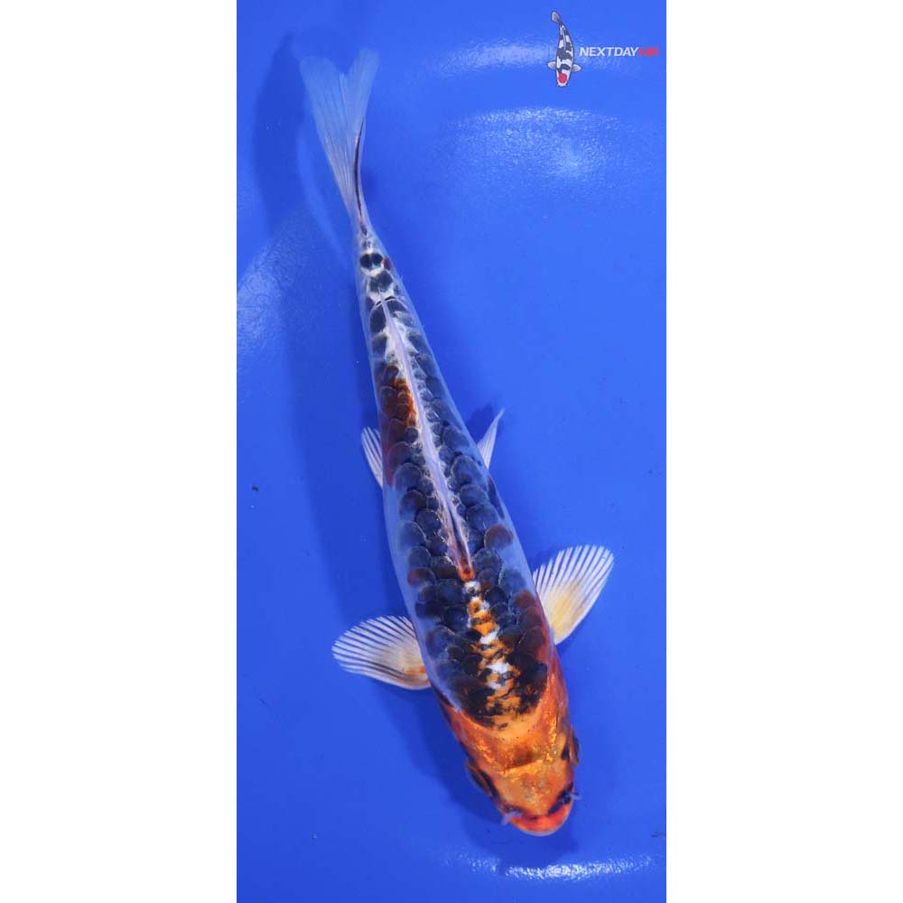 6” Imported Doitsu Kujaku