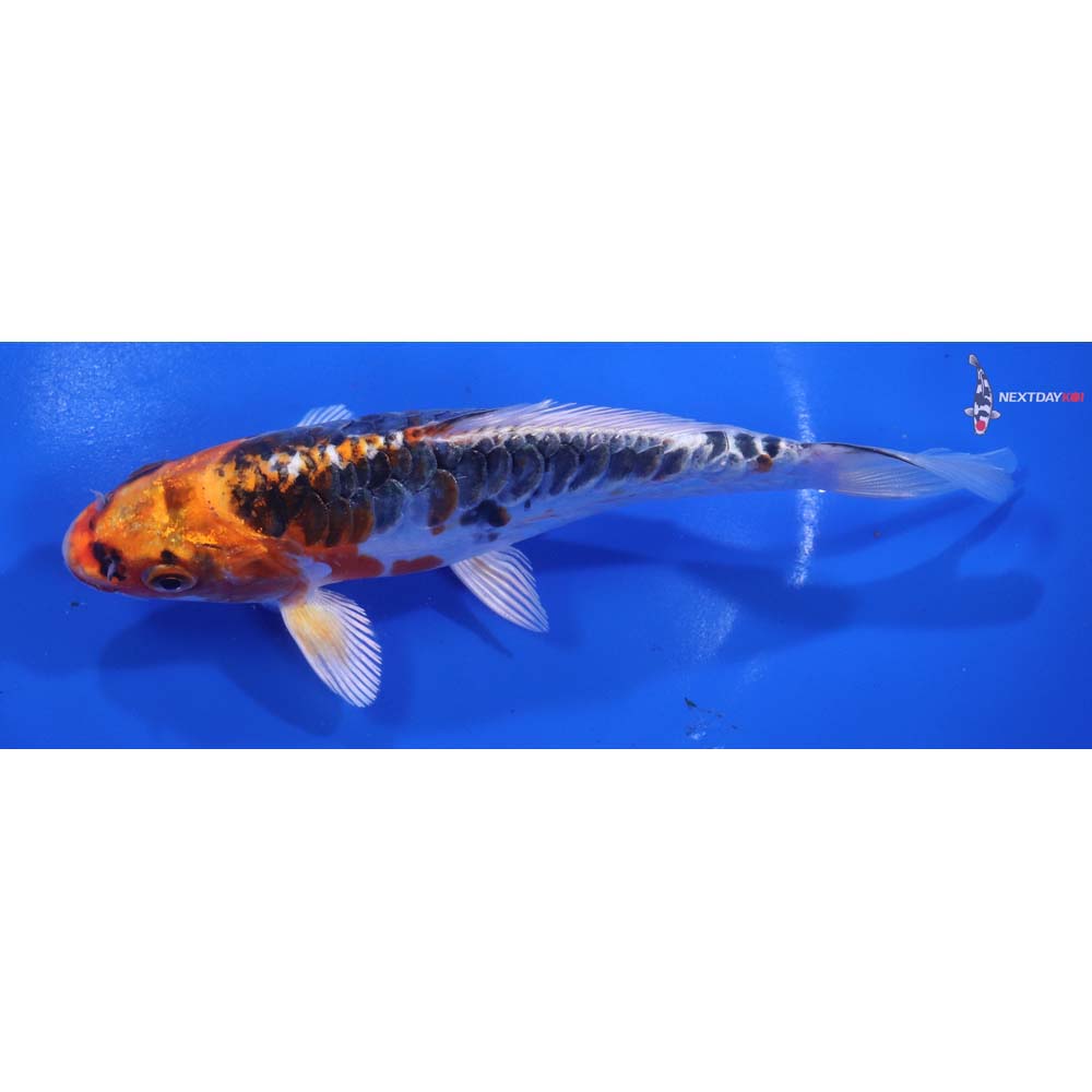 6” Imported Doitsu Kujaku