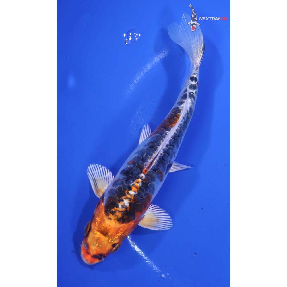 6” Imported Doitsu Kujaku