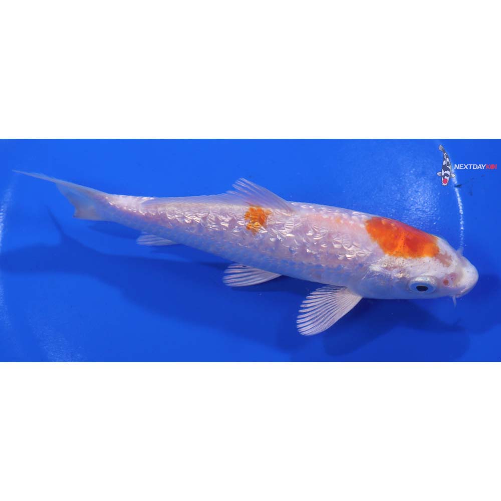 6” Imported Gin Rin Hariwake