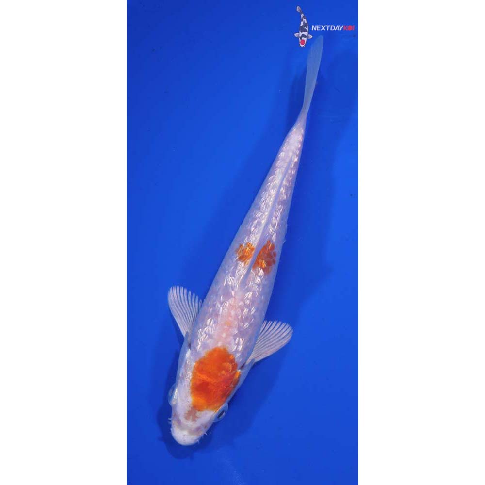 6” Imported Gin Rin Hariwake