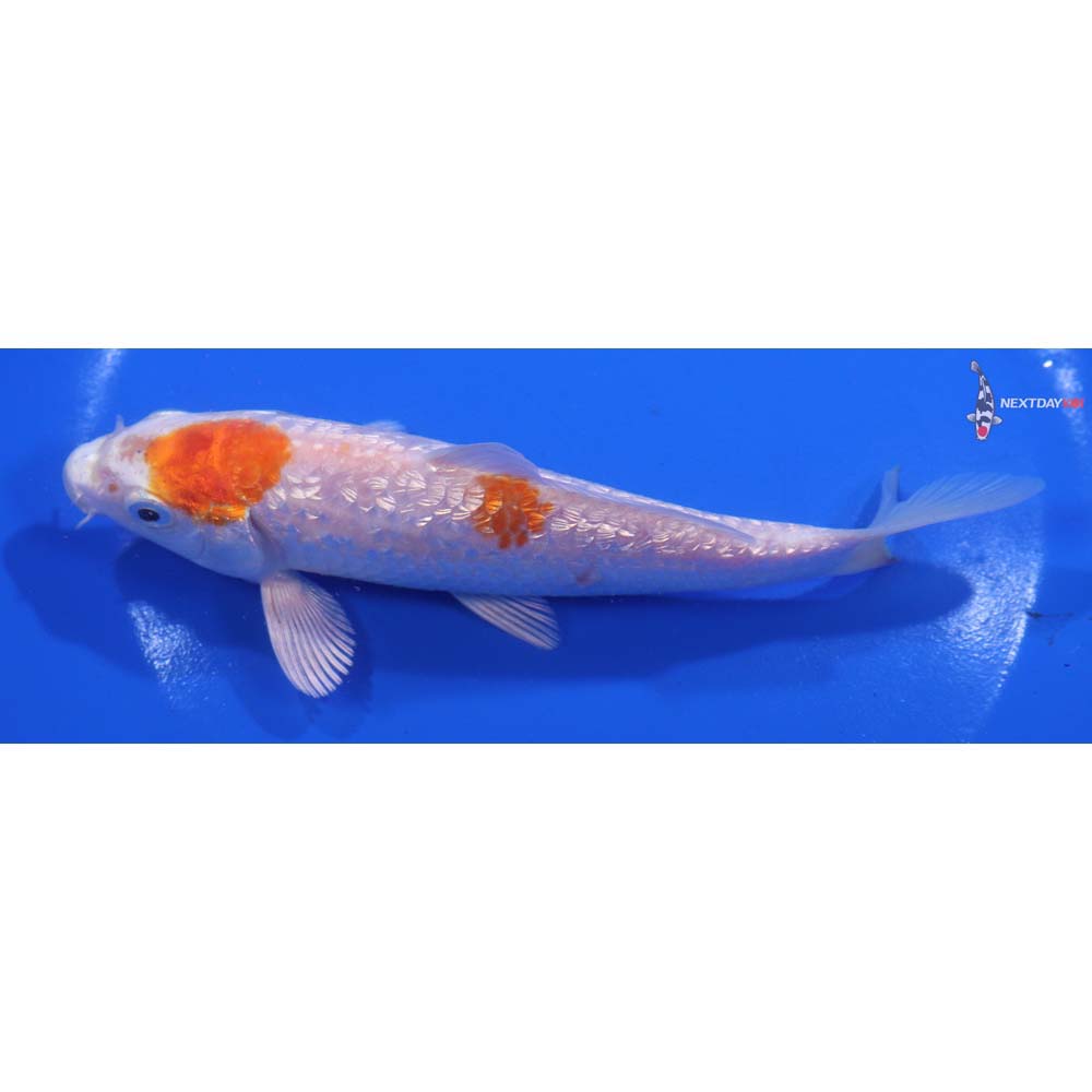 6” Imported Gin Rin Hariwake