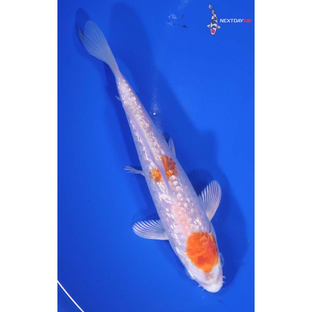 6” Imported Gin Rin Hariwake