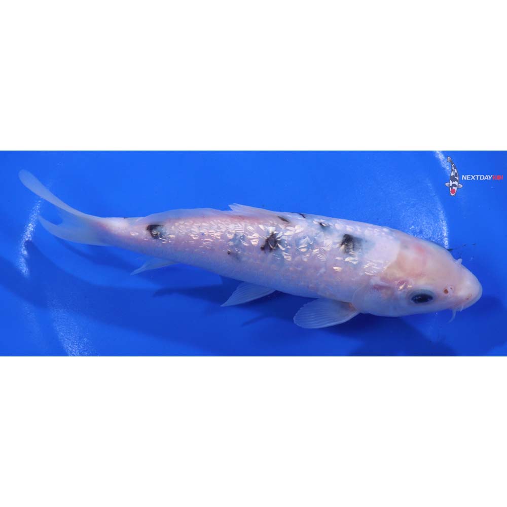6” Imported Gin Rin Shiro Bekko