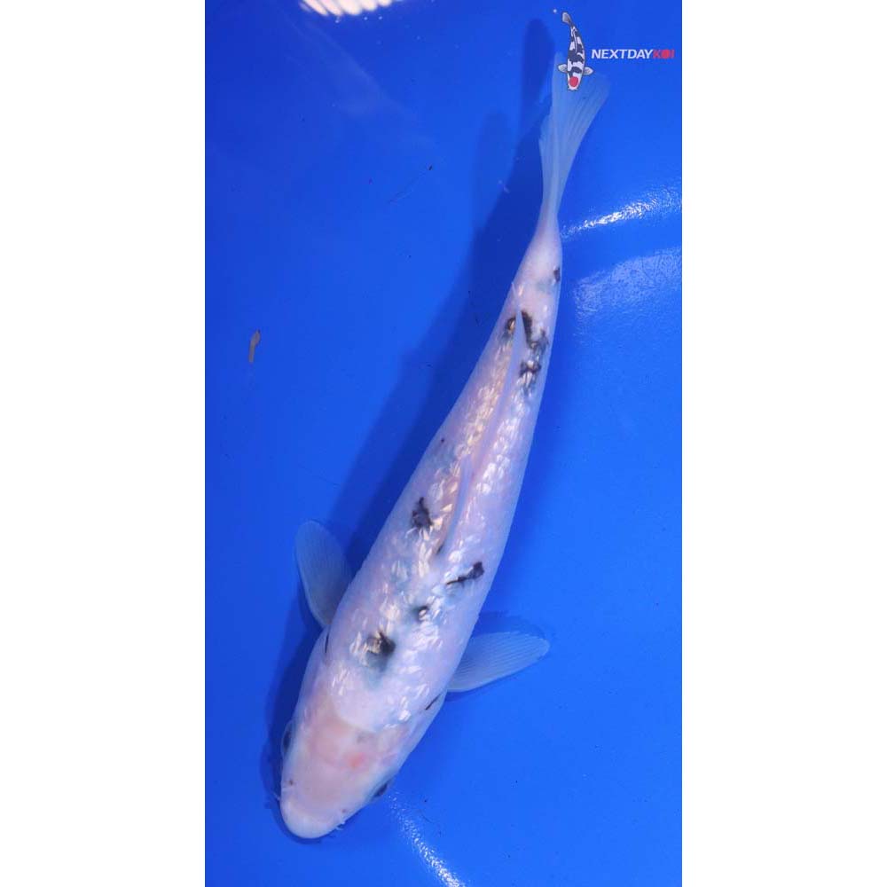 6” Imported Gin Rin Shiro Bekko