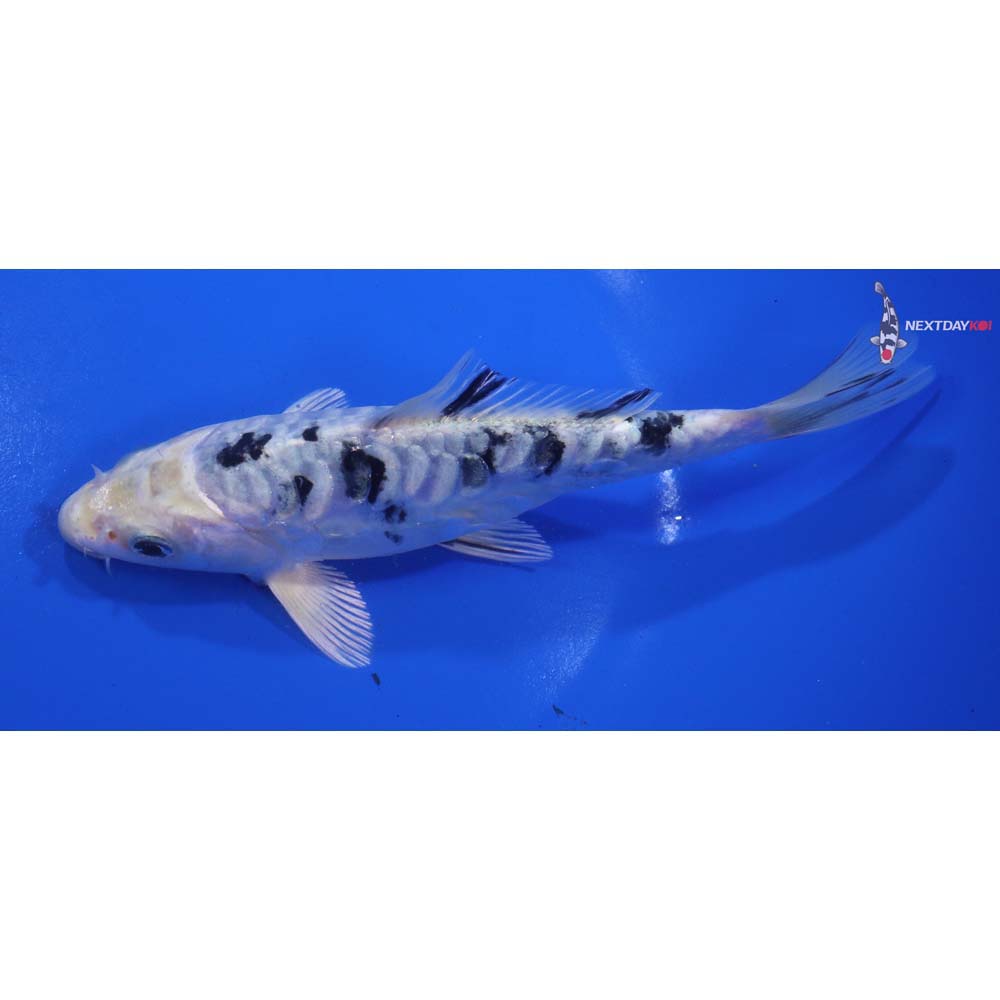 6.5” Imported Doitsu Gin Shiro Bekko